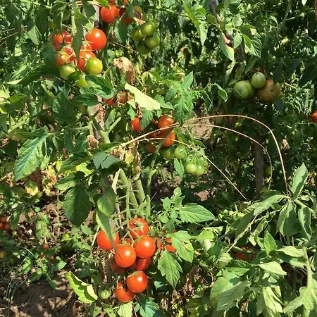 Ristorante Letizia מלון