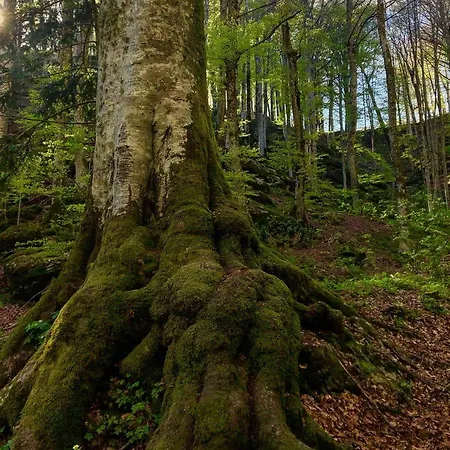 Ristorante Letizia קיוזי דלה ורנה