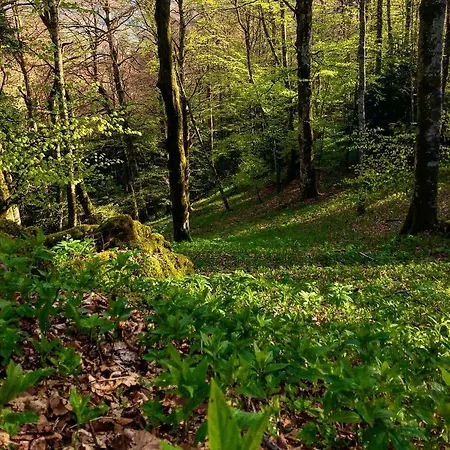 Ristorante Letizia מלון